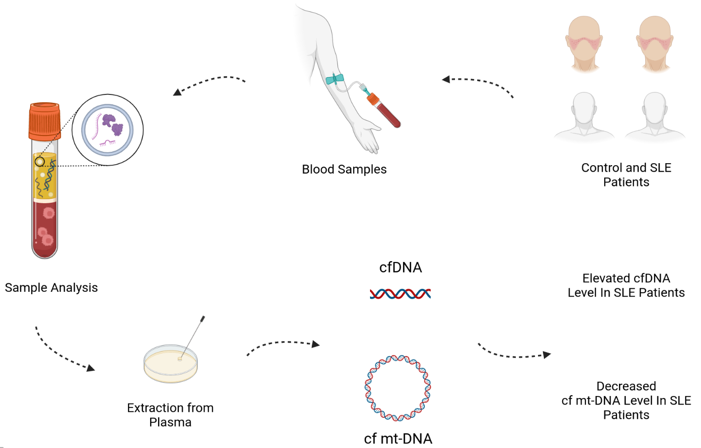 Abstract - Potential of Circulatory Cell-Free DNA